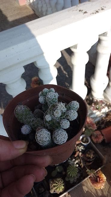 Kaktusi – više vrsta u saksiji - Opuntia microdasys (tzv. „zeka“ na lalafo.rs — 10 Kaktusi – više vrsta u saksiji - Opuntia microdasys (tzv. „zeka“ — 10