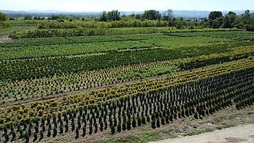 Ukrasne i vocne sadnice Rasadnik Prestiž Naš pouzdan izvor na lalafo.rs — 3 Ukrasne i vocne sadnice Rasadnik Prestiž Naš pouzdan izvor — 3