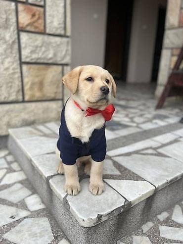 LABRADOR STENCI NA PRODAJU U ZUTOJ BOJI OBA POLA U PONUDI STENCI SU na lalafo.rs LABRADOR STENCI NA PRODAJU U ZUTOJ BOJI OBA POLA U PONUDI STENCI SU
