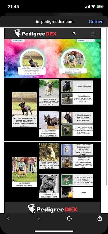 za svaki dan: Mužjak francuskog buldoga dostupan za parenje Poseduje kompletnu at lalafo.rs — 6 za svaki dan: Mužjak francuskog buldoga dostupan za parenje Poseduje kompletnu — 6