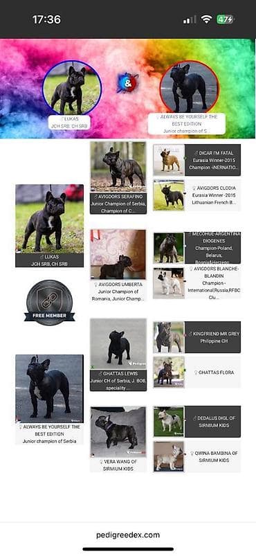 zenske broj: Odgajivačnica francuskih buldoga “THE BEST EDITION” predstavlja at lalafo.rs — 7 zenske broj: Odgajivačnica francuskih buldoga “THE BEST EDITION” predstavlja — 7