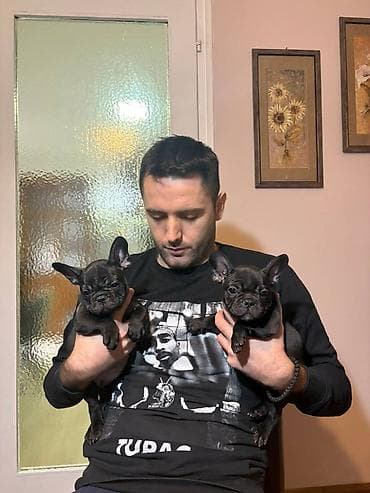 zenske broj: Odgajivačnica francuskih buldoga “THE BEST EDITION” predstavlja at lalafo.rs — 3 zenske broj: Odgajivačnica francuskih buldoga “THE BEST EDITION” predstavlja — 3