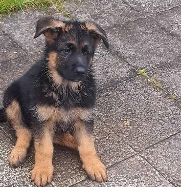 Na prodaju vrhunska stenad nemackog ovcara. Otac: BOLZ VON GRAFENBURG na lalafo.rs Na prodaju vrhunska stenad nemackog ovcara. Otac: BOLZ VON GRAFENBURG