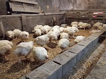 zenske broj: Tovni pilicipozovite na broj za više informacija,dostavljamo i na at lalafo.rs — 3 zenske broj: Tovni pilicipozovite na broj za više informacija,dostavljamo i na — 3