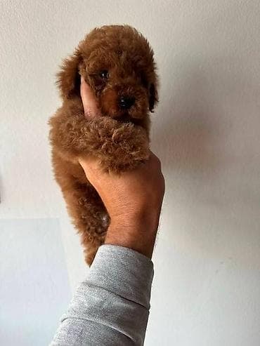 zenske broj: Crvene i aprikot mini patuljaste pudle Crvene i aprikot at lalafo.rs — 1 zenske broj: Crvene i aprikot mini patuljaste pudle Crvene i aprikot — 1