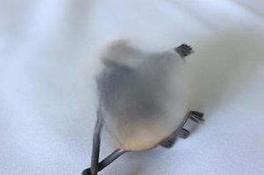 STARA ČETKA ZA ČIŠĆENJE METALA, RETKO | Stara četka za čišćenje na lalafo.rs — 5 STARA ČETKA ZA ČIŠĆENJE METALA, RETKO | Stara četka za čišćenje — 5