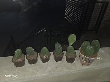 Ukrasni leptir šnala – roze - Dekorativni leptir u intenzivnoj roze na lalafo.rs — 5 Ukrasni leptir šnala – roze - Dekorativni leptir u intenzivnoj roze — 5