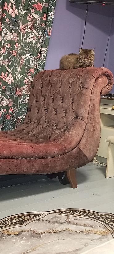 Stilske sofe: Elegantna chaise longue ležaljka u klasičnom stilu. Stilski lenjivac na lalafo.rs — 2 Stilske sofe: Elegantna chaise longue ležaljka u klasičnom stilu. Stilski lenjivac — 2