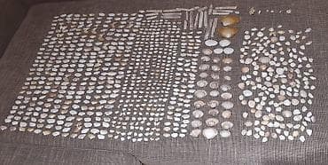 Velika kolekcija morskih školjki – sortirane po veličini, obliku i na lalafo.rs — 9 Velika kolekcija morskih školjki – sortirane po veličini, obliku i — 9