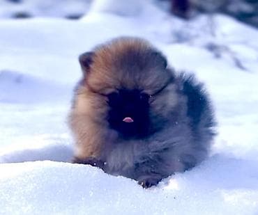 Pomeranac štenе – mini spic, pahuljasti medenjak - Rasa: pomeranski na lalafo.rs Pomeranac štenе – mini spic, pahuljasti medenjak - Rasa: pomeranski