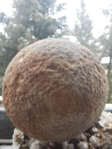 Srednjevekovno topovsko djule. Fantastičan kolekcionarski predmet na lalafo.rs — 4 Srednjevekovno topovsko djule. Fantastičan kolekcionarski predmet — 4