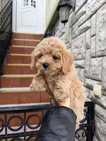 Maltipoo vrhunske genetike u registrovanoj odgaivacnici Bahu Djokovic na lalafo.rs Maltipoo vrhunske genetike u registrovanoj odgaivacnici Bahu Djokovic