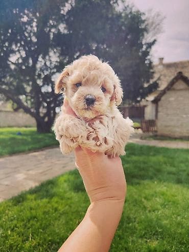 Maltipoo stenci spremni za preuzimanje, vakcinisani i cisceni od at lalafo.rs — 6 Maltipoo stenci spremni za preuzimanje, vakcinisani i cisceni od — 6