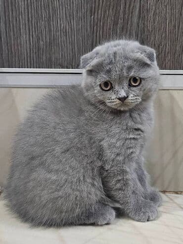 Mačke: Škotski fold macici - predivni Predivni skotski macici dostupni su na lalafo.rs Mačke: Škotski fold macici - predivni Predivni skotski macici dostupni su