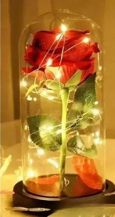 za svaki dan: Ruža u staklu Cena: 1.461 RSD 🌹 Večni simbol ljubavi i elegancije at lalafo.rs — 1 za svaki dan: Ruža u staklu Cena: 1.461 RSD 🌹 Večni simbol ljubavi i elegancije — 1