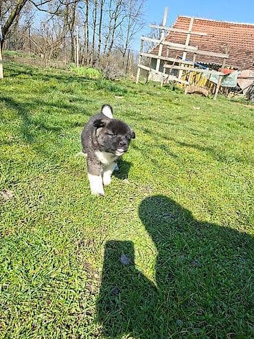 zenske original guess: U ponudi prelepi stenci Americke akite, starosti 50 dana. U ponudi 2 na lalafo.rs — 6 zenske original guess: U ponudi prelepi stenci Americke akite, starosti 50 dana. U ponudi 2 — 6