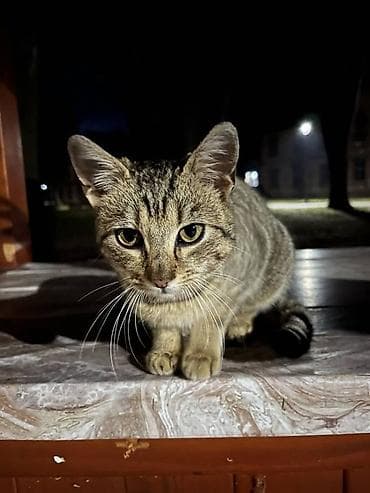 Maca traži dom pre mraza - Loznica, HITNO, Besplatno U okolini na lalafo.rs Maca traži dom pre mraza - Loznica, HITNO, Besplatno U okolini