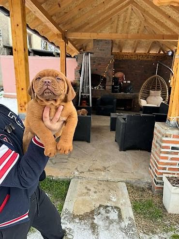 Na prodaju štenci bordoške doge. Štenci su vrlo kvalitetni i zdravi at lalafo.rs — 8 Na prodaju štenci bordoške doge. Štenci su vrlo kvalitetni i zdravi — 8