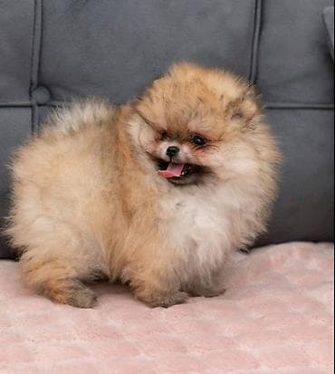 zenske broj: U ponudi dva steneta Pomeranca starosti 2 meseca. Muzjak i zenka at lalafo.rs — 5 zenske broj: U ponudi dva steneta Pomeranca starosti 2 meseca. Muzjak i zenka — 5