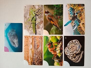 Životinjsko carstvo album 2008. Skupljam sličice iz ovog starog na lalafo.rs — 3 Životinjsko carstvo album 2008. Skupljam sličice iz ovog starog — 3