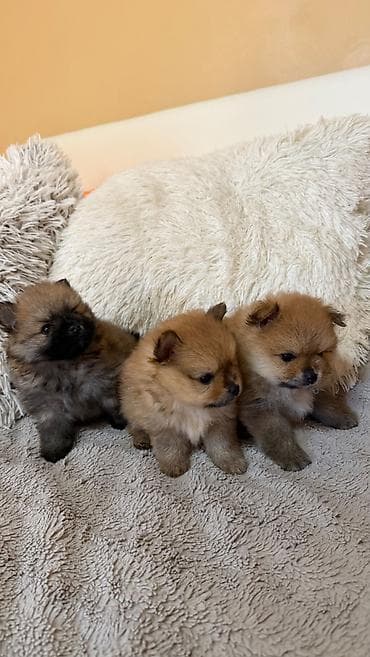 zenske broj: 🐶 Na prodaju štenci Pomeranca (Boo tip) 🐶 Na prodaju prelepi at lalafo.rs — 3 zenske broj: 🐶 Na prodaju štenci Pomeranca (Boo tip) 🐶 Na prodaju prelepi — 3