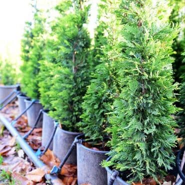 Čempres Leylandii (Cupressocyparis leylandii) – sadnice u saksijama - na lalafo.rs Čempres Leylandii (Cupressocyparis leylandii) – sadnice u saksijama -