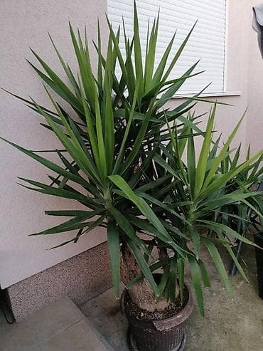 Nameštaj: Drvo života -Yucca Elephantipes Visine 1-2 m Drvo Zivota-Yucca na lalafo.rs — 10 Nameštaj: Drvo života -Yucca Elephantipes Visine 1-2 m Drvo Zivota-Yucca — 10
