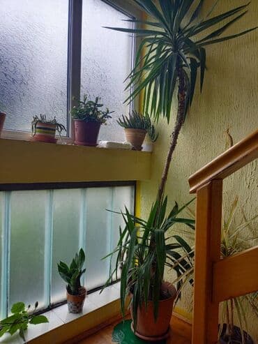 Velika sobna juka (Yucca elephantipes) u saksiji - Visina prve biljke na lalafo.rs Velika sobna juka (Yucca elephantipes) u saksiji - Visina prve biljke