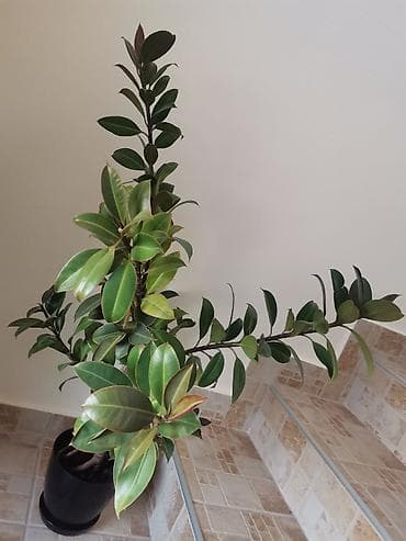 Fikus, visine oko 1m. Cena 5000 dinara at lalafo.rs — 4 Fikus, visine oko 1m. Cena 5000 dinara — 4