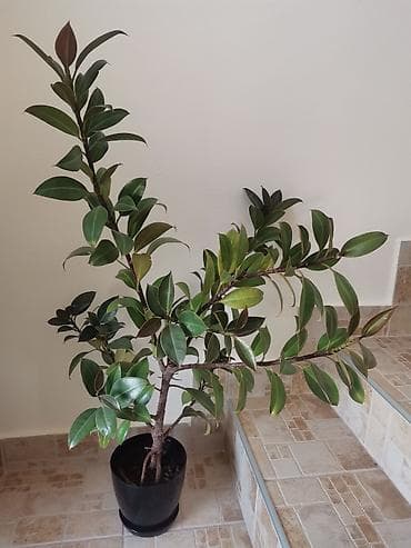 Fikus, visine oko 1m. Cena 5000 dinara at lalafo.rs — 1 Fikus, visine oko 1m. Cena 5000 dinara — 1