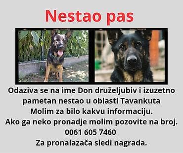 za svaki dan: ❗ IZGUBLJEN PAS – DON ❗
🙏 MOLIMO ZA POMOĆ I DELJENJE 🙏 Don je nestao i at lalafo.rs — 1 za svaki dan: ❗ IZGUBLJEN PAS – DON ❗
🙏 MOLIMO ZA POMOĆ I DELJENJE 🙏 Don je nestao i — 1