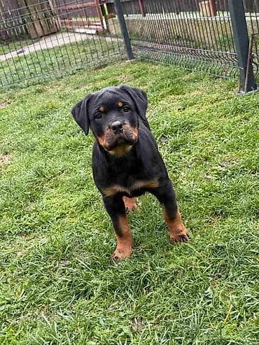 zenske broj: Na prodaju štenad Rottweilera vrhunskog porekla. Odgajivačnica Euro at lalafo.rs — 5 zenske broj: Na prodaju štenad Rottweilera vrhunskog porekla. Odgajivačnica Euro — 5
