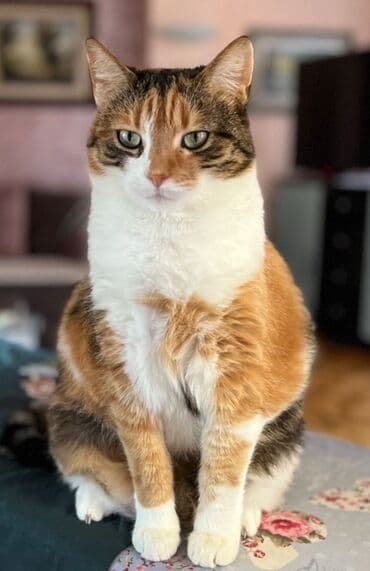 Mačke: Mačka Sofija TRAZI DOM! Stara je 5 godina, sterilisana, vakcinisana na lalafo.rs Mačke: Mačka Sofija TRAZI DOM! Stara je 5 godina, sterilisana, vakcinisana