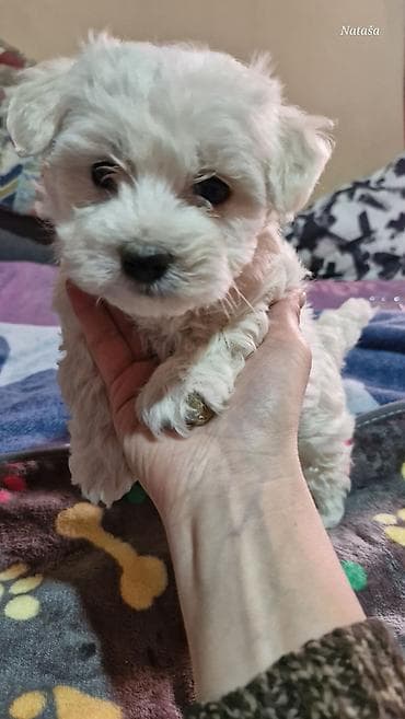 Prodajem 4 muška šteneta bolonjez malteški pas-maltezer Preslatki na lalafo.rs Prodajem 4 muška šteneta bolonjez malteški pas-maltezer Preslatki