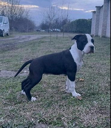 zenske broj: Američki stafordski terijer mužjak I ženka. DIAMOND LONG STEP NINA at lalafo.rs — 1 zenske broj: Američki stafordski terijer mužjak I ženka. DIAMOND LONG STEP NINA — 1