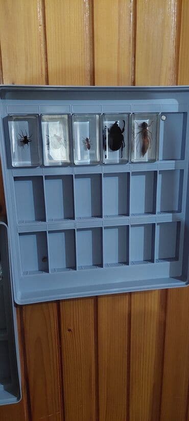 Other: Komplet “Pravi insekti i bube” – edukativna kolekcija - at lalafo.rs — 4 Other: Komplet “Pravi insekti i bube” – edukativna kolekcija - — 4