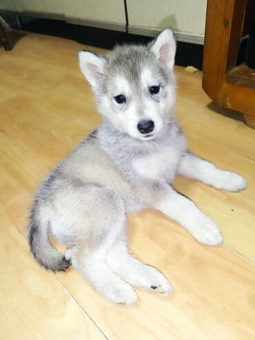 Na prodaju jos dva haski steneta,devojcica i decak.odrastaju u kucnim na lalafo.rs Na prodaju jos dva haski steneta,devojcica i decak.odrastaju u kucnim