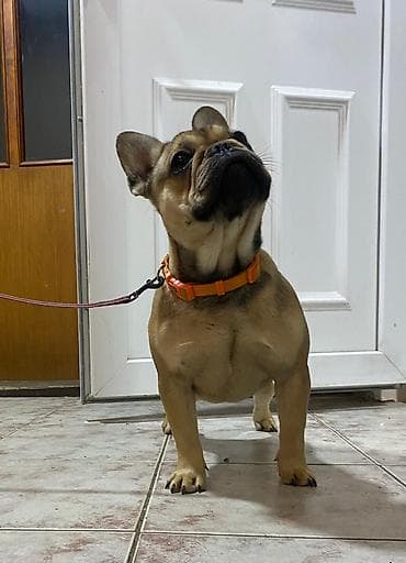 za svaki dan: Dostupne dve zenkice francuskog buldoga stare 5 i 8 meseci . Primile at lalafo.rs — 4 za svaki dan: Dostupne dve zenkice francuskog buldoga stare 5 i 8 meseci . Primile — 4