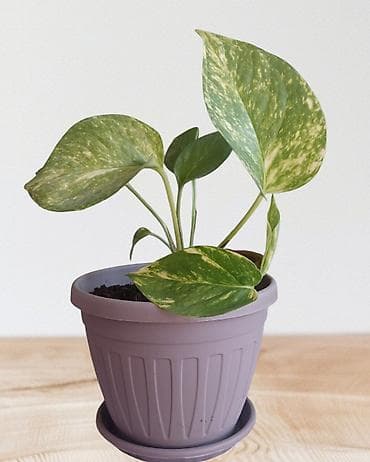 Set tropskih sobnih biljaka – tri različite pothos/epipremnum vrste u na lalafo.rs Set tropskih sobnih biljaka – tri različite pothos/epipremnum vrste u