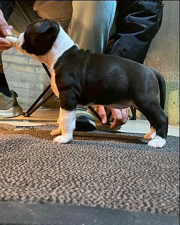 zenske broj: Američki stafordski terijer mužjak I ženka. DIAMOND LONG STEP NINA at lalafo.rs — 3 zenske broj: Američki stafordski terijer mužjak I ženka. DIAMOND LONG STEP NINA — 3