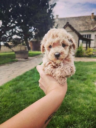 Maltipoo stenci spremni za preuzimanje, vakcinisani i cisceni od at lalafo.rs — 5 Maltipoo stenci spremni za preuzimanje, vakcinisani i cisceni od — 5