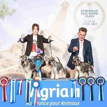 zenske broj: Patuljasti ŠNAUCERI biber so Odgajivacnica PATULJASTIH SNAUCERA Belih at lalafo.rs — 2 zenske broj: Patuljasti ŠNAUCERI biber so Odgajivacnica PATULJASTIH SNAUCERA Belih — 2