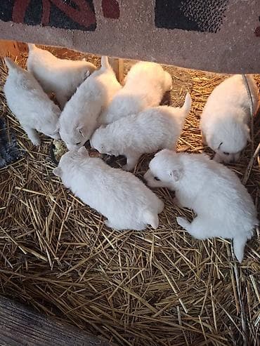 Na prodaju prelepi štenci belog nemačkog špica, oštenjeni 12. januara na lalafo.rs — 3 Na prodaju prelepi štenci belog nemačkog špica, oštenjeni 12. januara — 3