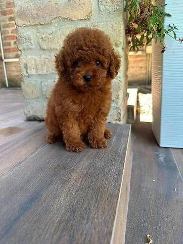 zenske broj: Crvene i aprikot mini patuljaste pudle Crvene i aprikot at lalafo.rs — 6 zenske broj: Crvene i aprikot mini patuljaste pudle Crvene i aprikot — 6