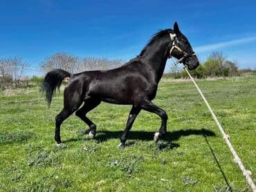 Na prodaju: crni konj, atletske građe i pravilnih nogu. - Tip na lalafo.rs Na prodaju: crni konj, atletske građe i pravilnih nogu. - Tip