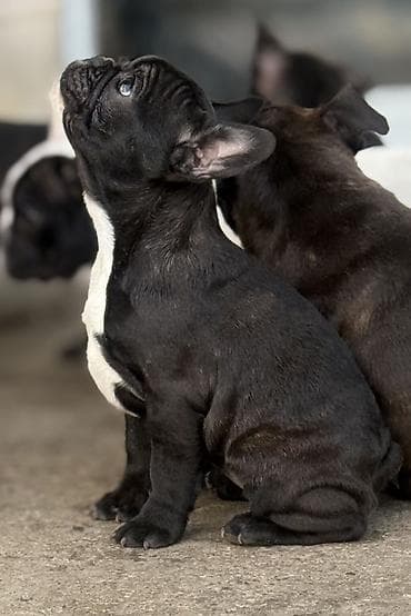 za svaki dan: Dostupno 2 šteneta francuskog buldoga, jos dve devojcice. Oštenjene at lalafo.rs — 1 za svaki dan: Dostupno 2 šteneta francuskog buldoga, jos dve devojcice. Oštenjene — 1
