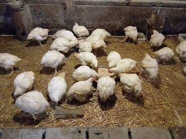 Tovni pilicipozovite na broj za više informacija,dostavljamo i na na lalafo.rs Tovni pilicipozovite na broj za više informacija,dostavljamo i na