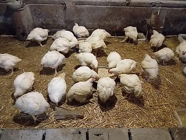 zenske broj: Tovni pilicipozovite na broj za više informacija,dostavljamo i na at lalafo.rs — 1 zenske broj: Tovni pilicipozovite na broj za više informacija,dostavljamo i na — 1