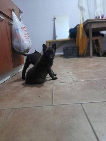 Belgijski ovčar MALINOA štenci Na prodaju štenci Belgijskog ovčara at lalafo.rs — 7 Belgijski ovčar MALINOA štenci Na prodaju štenci Belgijskog ovčara — 7