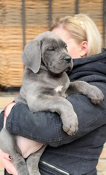 zenske broj: Cane Corso, zenke dostupne, od genetski testiranih roditelja vrhunskog at lalafo.rs — 5 zenske broj: Cane Corso, zenke dostupne, od genetski testiranih roditelja vrhunskog — 5